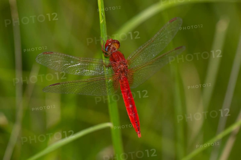 Red Dragonfly