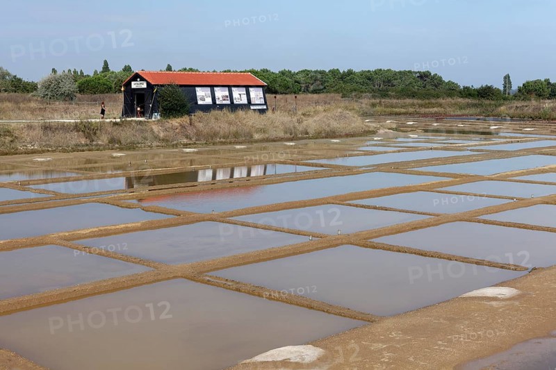 Salt marshes