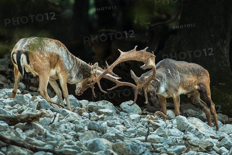 Fallow deer