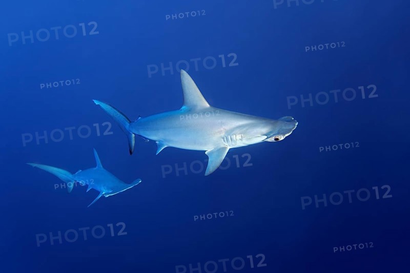 Two scalloped hammerhead sharks