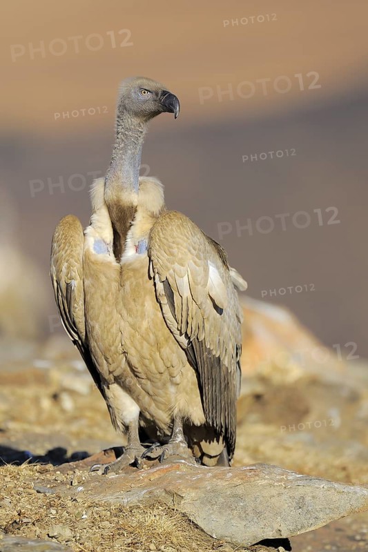 Cape vulture