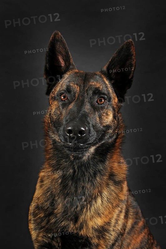 Dutch Shepherd