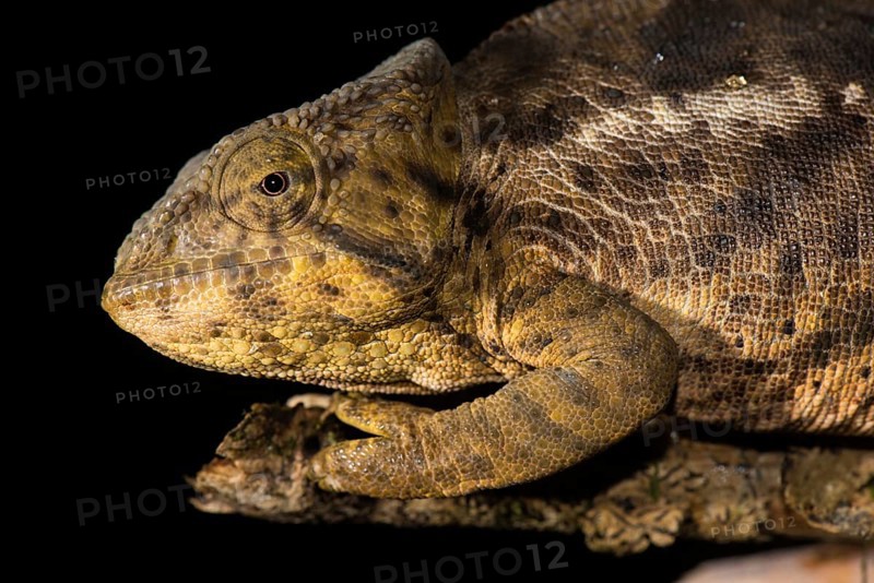 Female chameleon