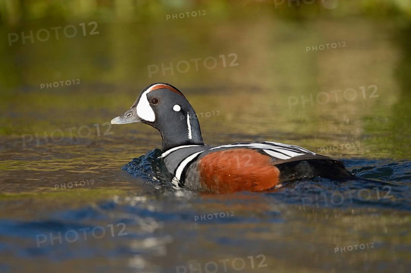 Harlequin duck