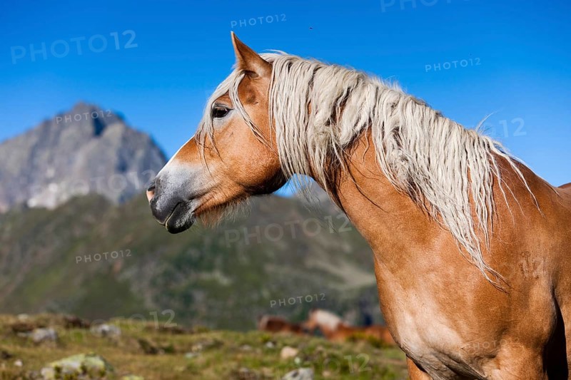 Haflinger