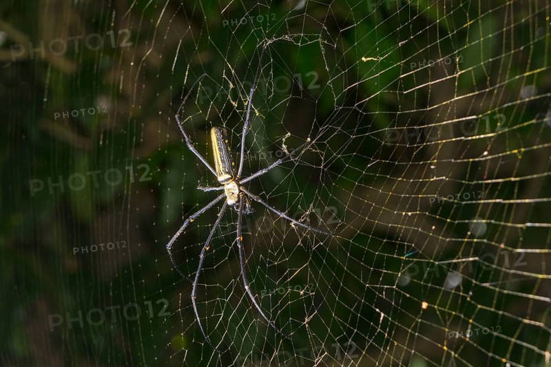 Golden Silk Orb-Weavers