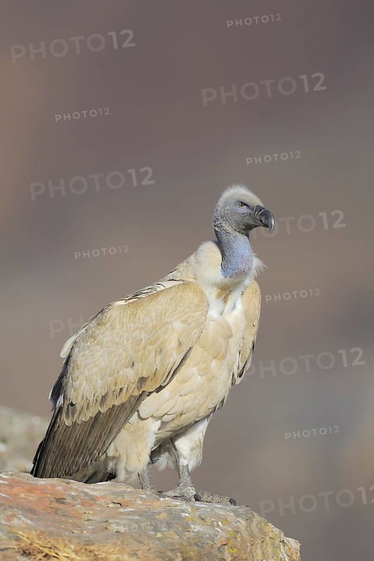Cape vulture