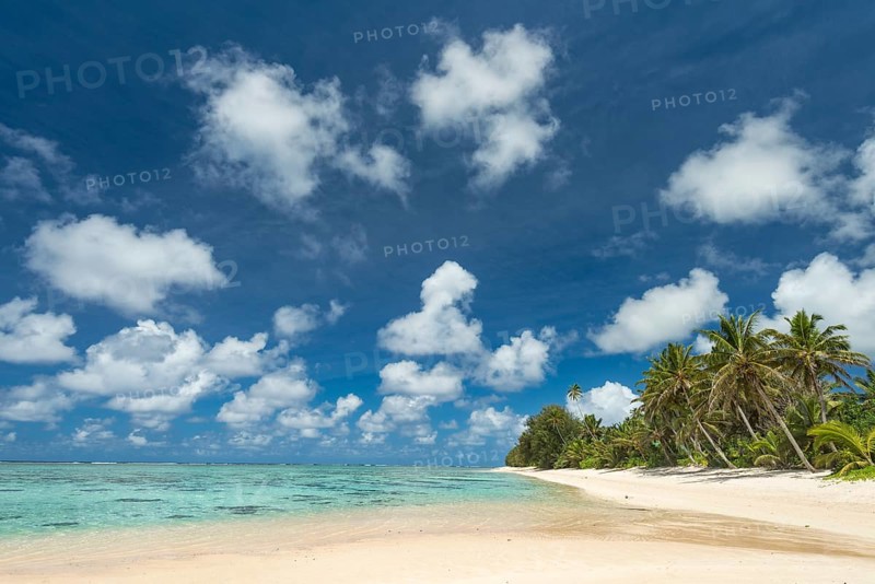 Sandy beach with palm trees