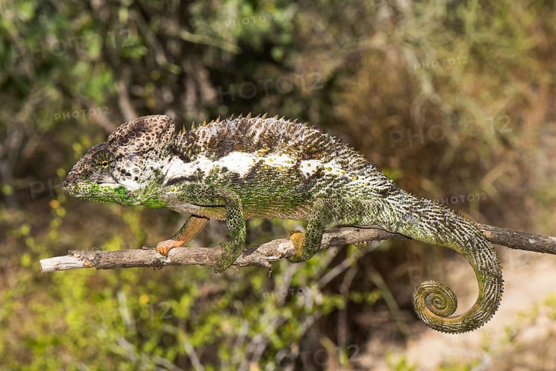 Madagascar giant chameleon