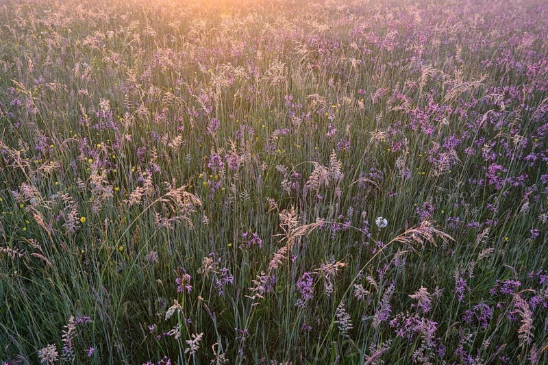 Meadow with Ragged Robins