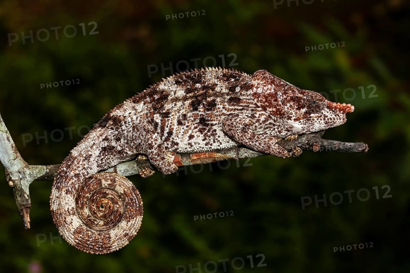Male short-horned chameleon