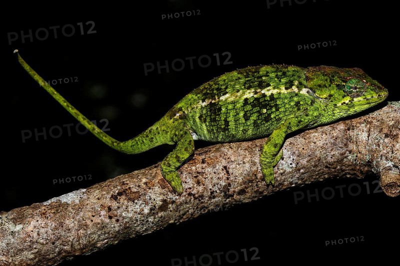 Amber Mountain chameleon