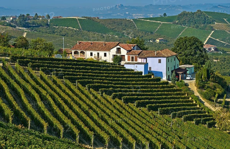 Winery and vineyards of Nebbiolo grapes for Barbaresco red wine