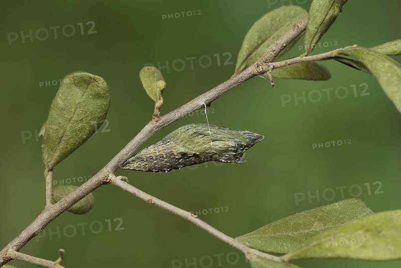 Black Swallowtail