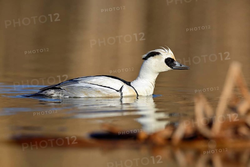 Smew
