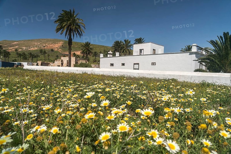 Spring flowers in Haria