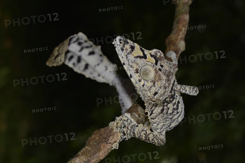 Giant leaf-tail gecko