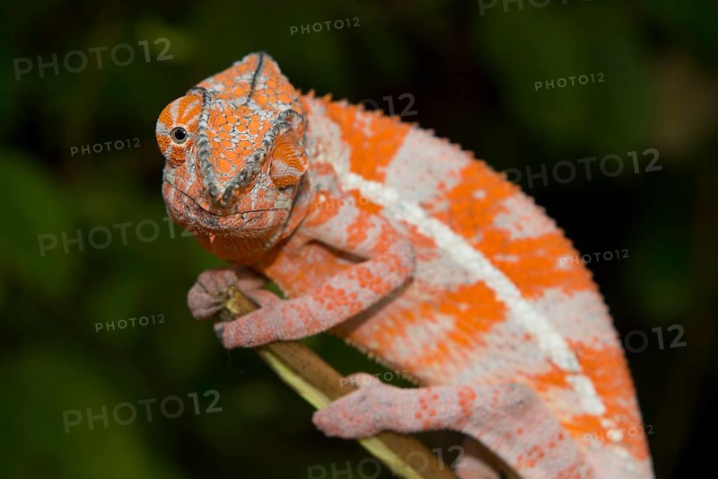 Angel's chameleon