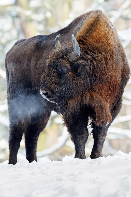 Wisent