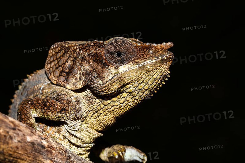 Amber Mountain chameleon