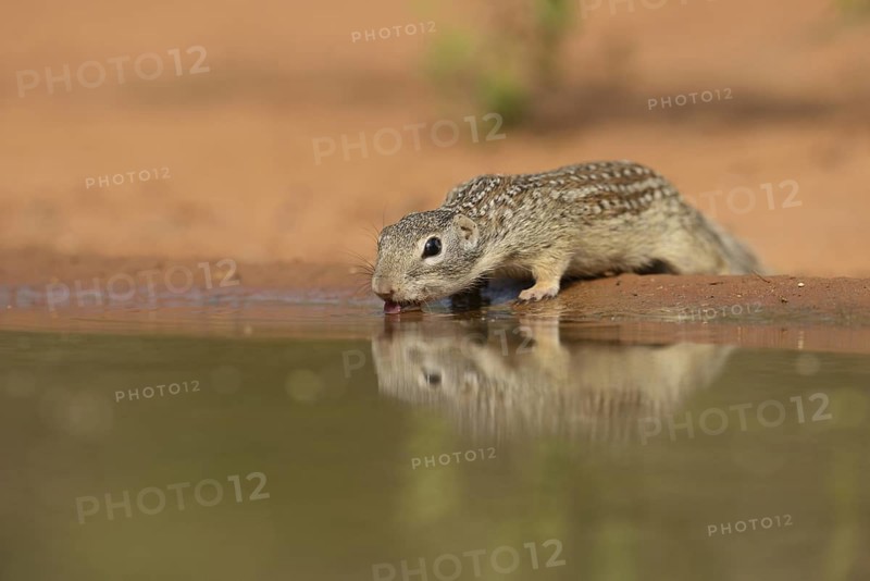 Mexican Ground Squirrel