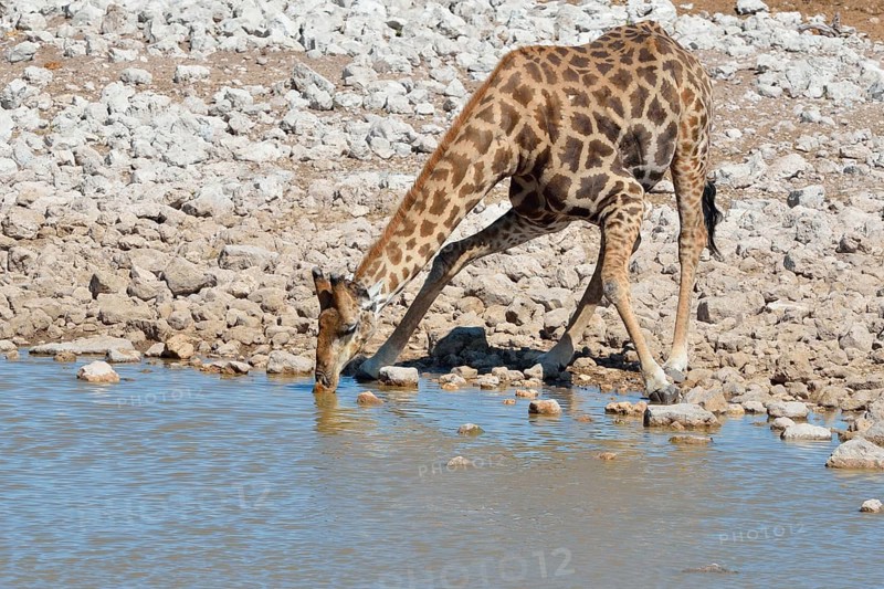 Giraffe