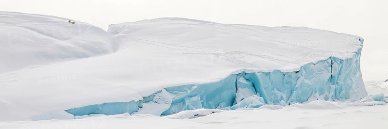 Polar bears