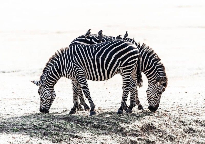 A pair of Crawshay's zebras