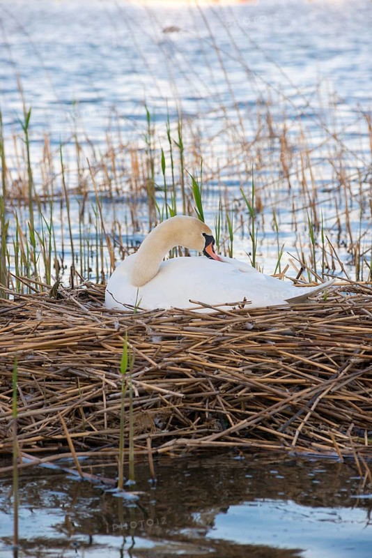 Mute swan