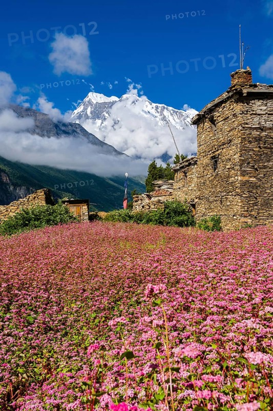 Farmhouse with pink buckwheat fields in blossom