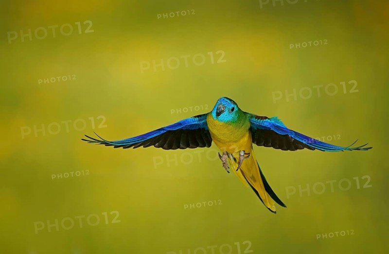 Turquoise parrot