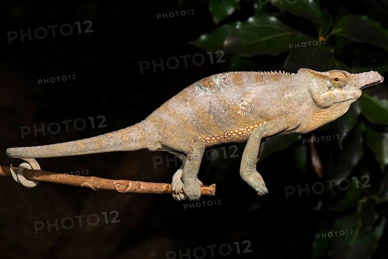 Madagascar two-horned chameleon