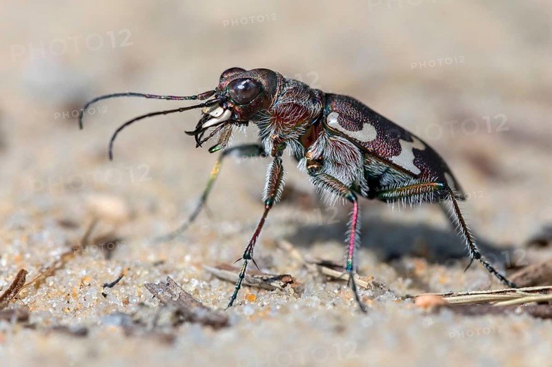 Northern dune tiger beetle
