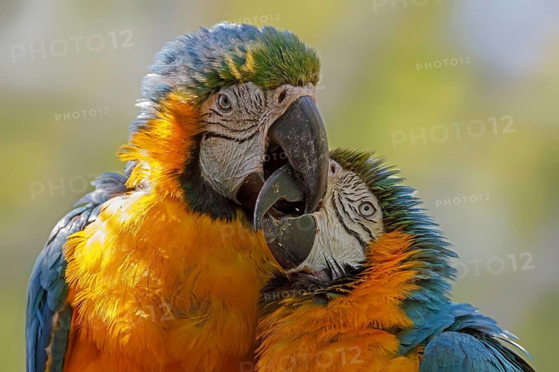 Blue and yellow macaws