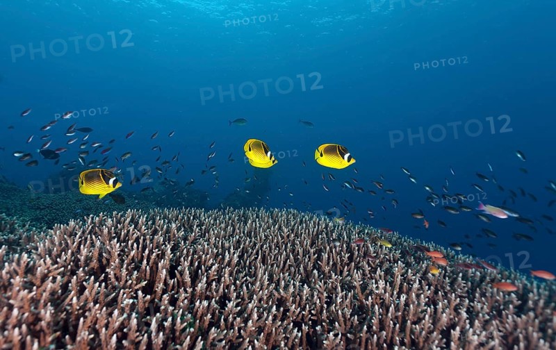 Raccoon butterflyfish