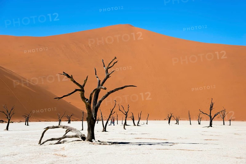 Dead camel or giraffe thorn