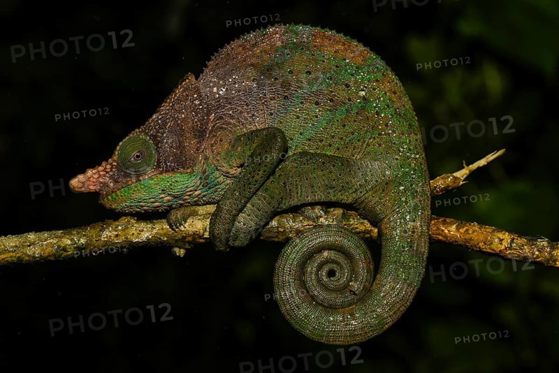 O'Shaughnessy's chameleon