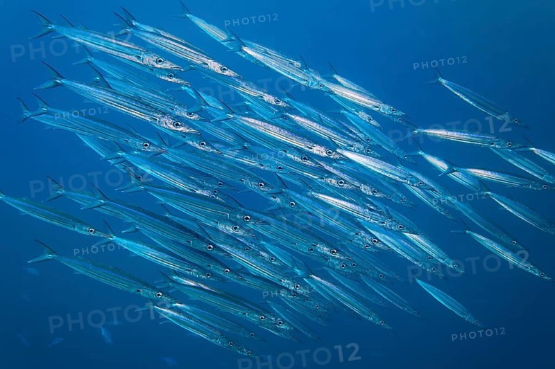 Bigeye barracuda