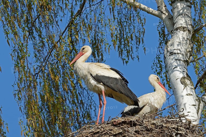White Storks