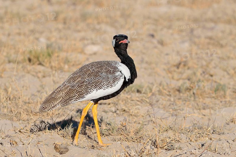 Northern black korhaan