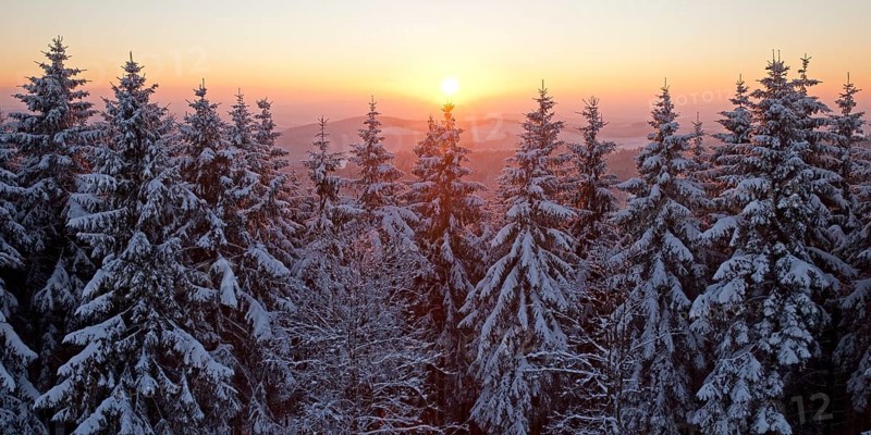 Snow covered spruce trees at sunset in winter