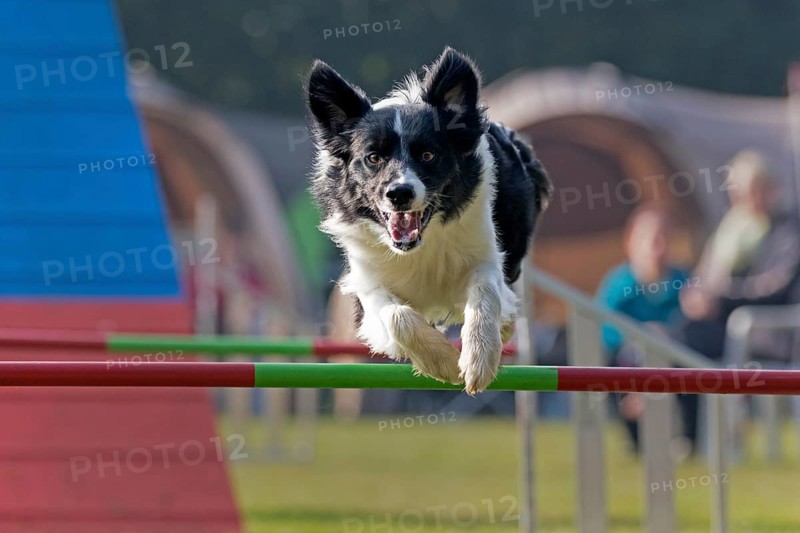 Border Collie jumping over bar at Agility Tournament