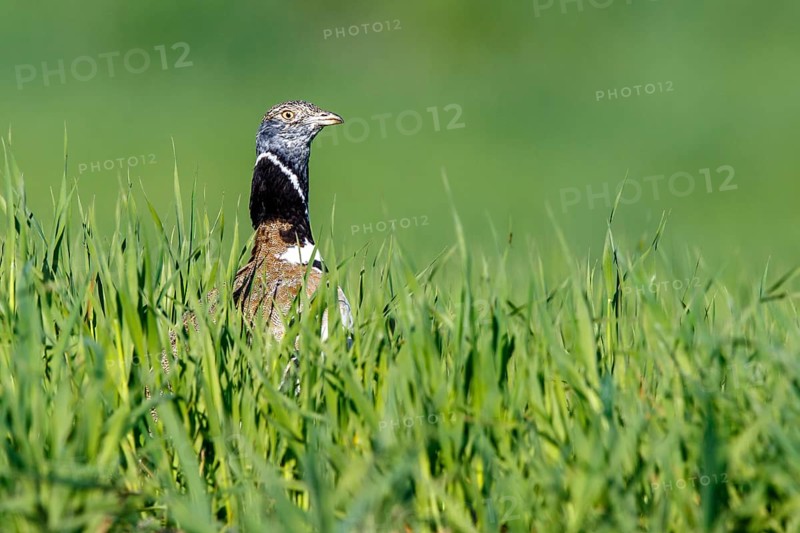 Little Bustard