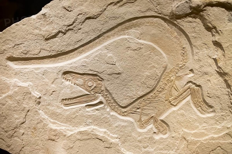 Painted robber dinosaur Sciurumimus albersdoerferi