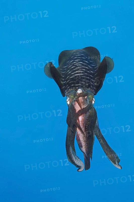 Bigfin reef squid