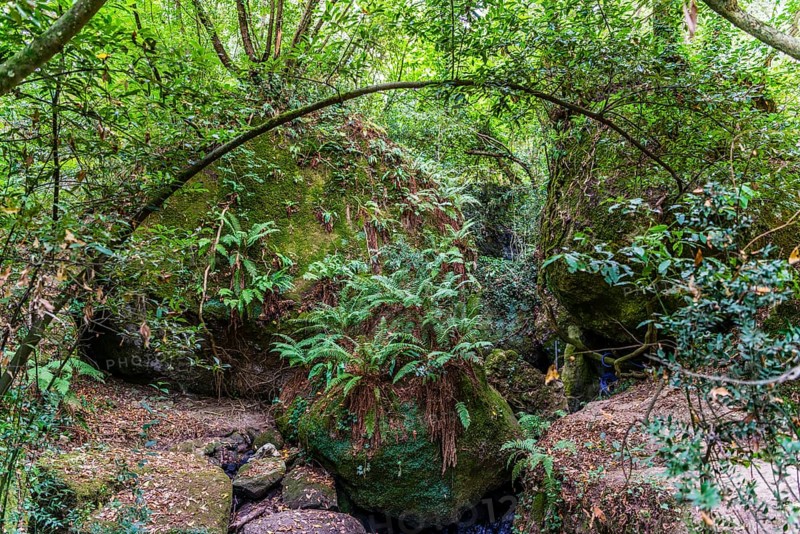 Forest with ferns by river