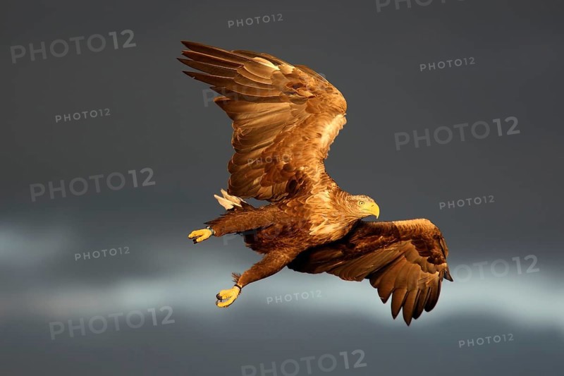 White-tailed eagle