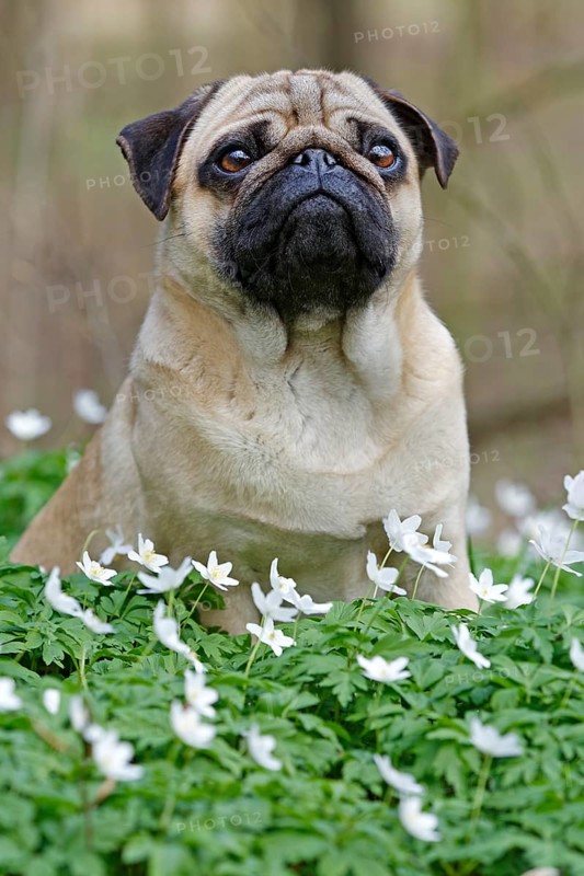 Pug sitting in meadow with wood anemones