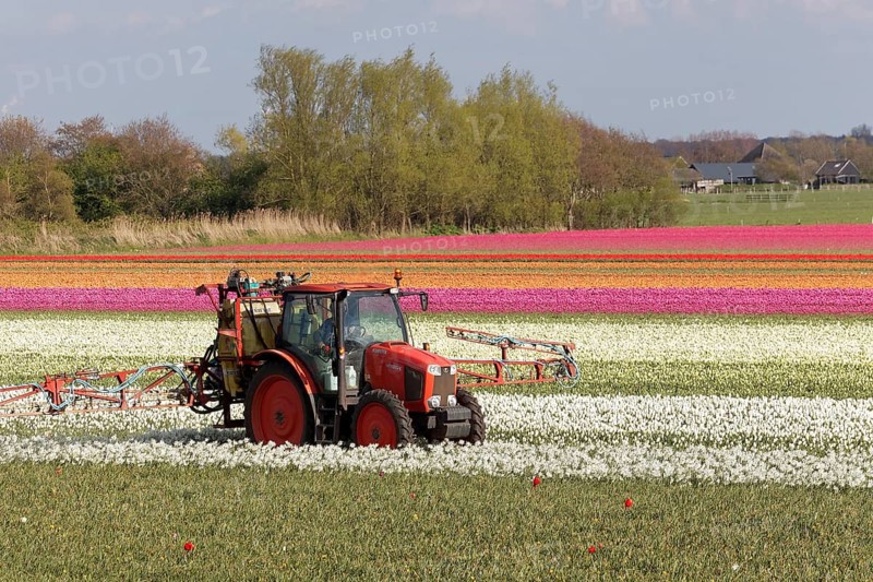 Tractor fertilizing blooming tulip fields near Alkmaar
