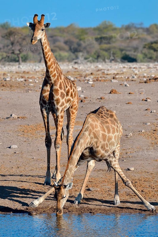 Angolan giraffes